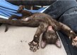 Chaton havana