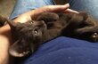 Chaton havana