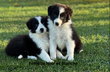 8 Chiots Border Collie pédigrée Saint Hubert