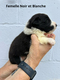 8 Chiots Border Collie pédigrée Saint Hubert
