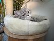Magnifique femelle British Shorthair bleu tabby...