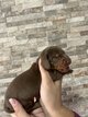 Chiots Teckel nain poils ras