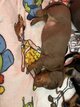 Chiots Teckel nain poils ras