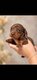 Chiots Teckel nain poils ras