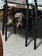 Border collie de 9mois de 3 couleurs