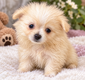 🧸 Adorables bébés Pomchi   de...