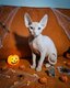 Chaton Donskoy