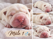 Chiots shar-peïs