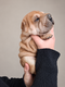 Chiots shar-peïs