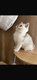 2 magnifiques chaton British shorthair