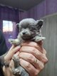 Chiots chihuahua disponibles