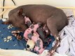 Adorables chiots xoloitzcuintle disponibles