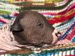 Adorables chiots xoloitzcuintle disponibles