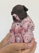Adorables chiots xoloitzcuintle disponibles