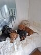 ❤️magnifique bébés teckels nain poil ras...