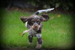 Chiots Cocker Spaniel Anglais chocolat
