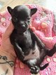 Bébés chihuahuas nés le 30/09/2026
