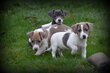 Chiots Jack Russell bleu lilac