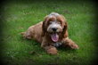 Chiots Cockapoo
