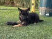 Chiot berger allemand poil long