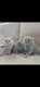 Magnifiques British Longhair