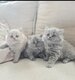 Magnifiques British Longhair
