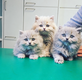 Magnifiques British Longhair