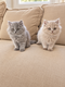 Magnifiques British Longhair