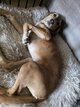 Chiot à donner griffon/fauve de Bourgogne