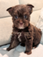 Chiots Yorkshire Terrier chocolat...