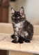 Chatons Maine Coon black smoke