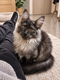 Chatons Maine Coon black smoke