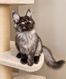 Chatons Maine Coon black smoke