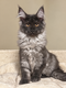 Chatons Maine Coon black smoke