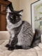Chatons Maine Coon black smoke