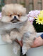 Adorable chiot Loulou Poméranie disponible de...