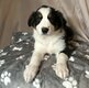 Magnifiques Border Collie
