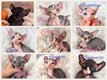 Sphynx elf Bambino Dbe