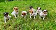 Jack Russell