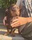 Chiot teckel