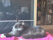 Maine coon polydactyl femelle black smock with...