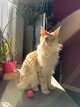 Maine coon red shaded mâle de deux ans