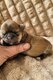 Magnifique bb shihtzu