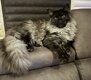 Maine coon black smock
