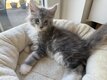 Chatons Maine Coon à réservés