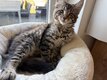 Chatons Maine Coon à réservés