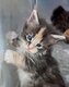 Chatons Maine Coon d'exception - Élevage...