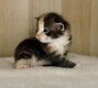 Magnifiques bb maine coons elevage familiale...