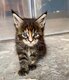 Magnifiques bb maine coons elevage familiale...