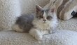Chaton Selkirk Rex